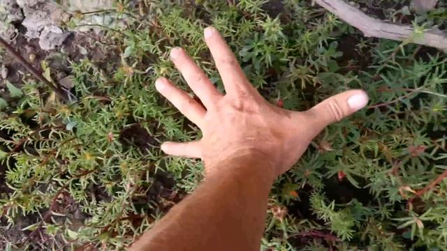 УЛЬТРАРАННИЙ СОРТ ВИНОГРАДА ГАРОЛЬД смотреть онлайн