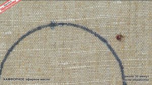 КАМФОРНОЕ масло и КАМФОРНЫЙ спирт против КЛЕЩЕЙ. Честный эксперимент с живыми клещами!