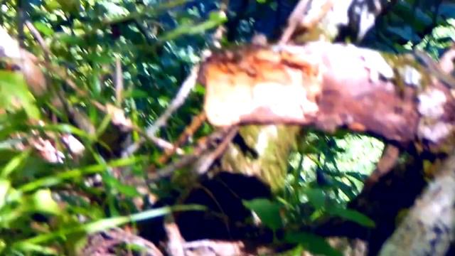 САКАРТВЕЛО Мегрелия Нижняя Сванетия 9 августа смотреть онлайн