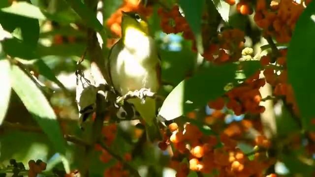 БЕЛОГЛАЗКИ - Птицы с кольцами на глазах смотреть онлайн