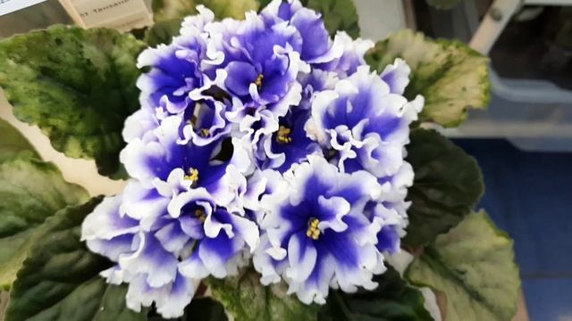 *ФИАЛКИ -24* Выставка в Доме Фиалки(Москва) с 26.01 по 05.02.24г. Часть2 #фиалки #выставка #violett смотреть онлайн