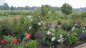 РОЗА ШОПЕН известная, как РОЗА ВЫСОЦКОГО?Обрезка и цветение?Пионы после пересадки?03.05-21.06.2023