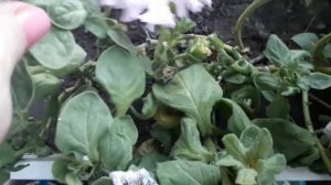 Петуния Альба и Снежная королева