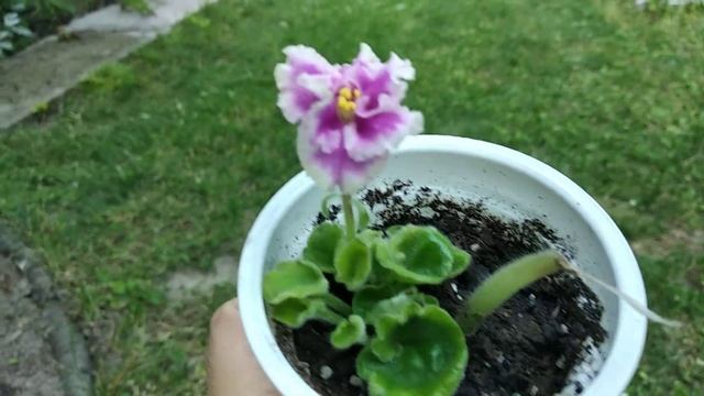 19. Фиалка НиЛ-Шамаханская Царица смотреть онлайн