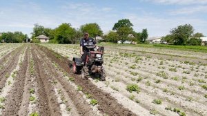 Супер конструкция УШАСТЫХ ОКУЧНИКОВ! Окучивание картофеля САМОДЕЛЬНЫМ МИНИТРАКТОРОМ ИЗ МОТОБЛОКА!