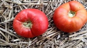 Сорт томата Старообрядческий