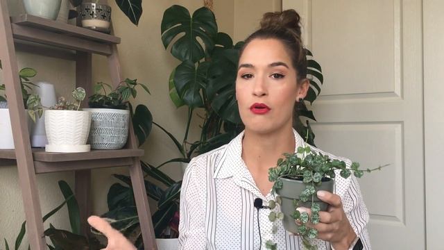 Hoya Curtisii | Happy Hoya-Days: Day 4 | Vlogmas 2019 смотреть онлайн