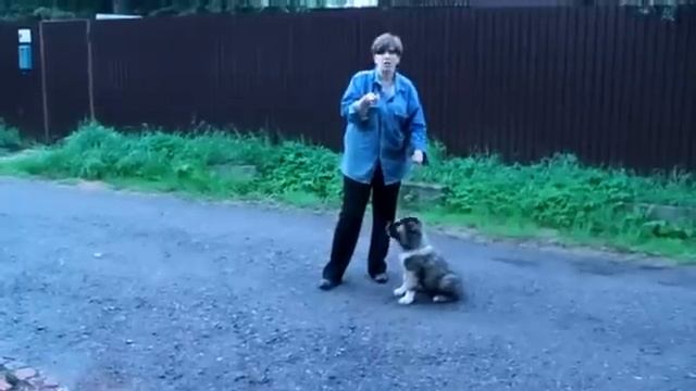 Дрессировка щенка кавказца. Команда "лежать" смотреть онлайн