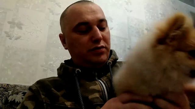 как правильно подстричь ногти шпица смотреть онлайн