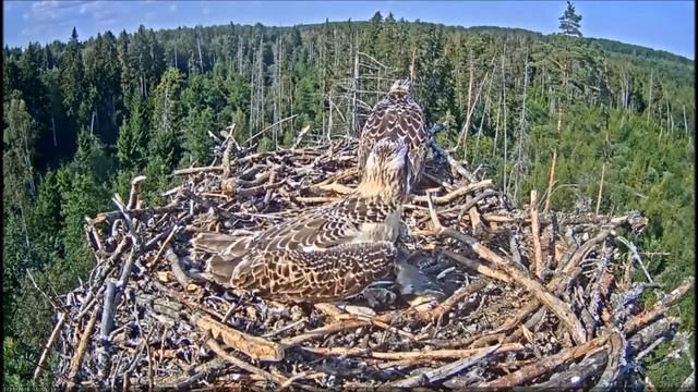 Скопа Иво и Ирис. (Эстония). Estonian Osprey Nest (Ivo & Iiris) - Учимся садиться. смотреть онлайн