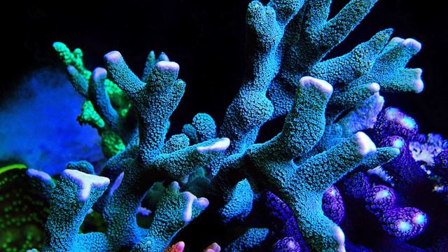 Monti vs. Monti - COMPARING Montipora Corals - Capricornis, Digitata, Undata, Encrusting & More! смотреть онлайн