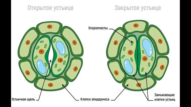 Механизм работы устьиц смотреть онлайн