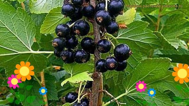 Смородина черная Перун. Краткий обзор, описание характеристик ribes nigrum Chernaya Perun смотреть онлайн