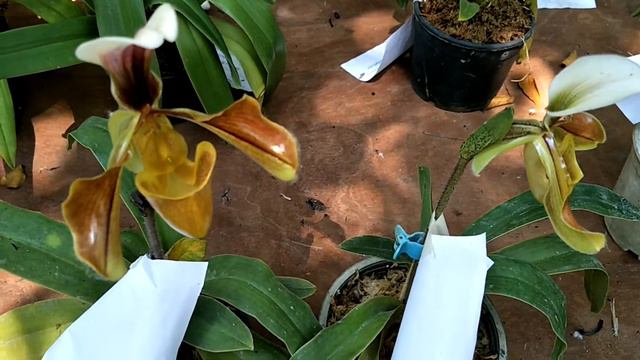รองเท้านารีอินทนนท์ อันนัม Paphiopedilum villosum (Lindl.) Stein var Aunnum смотреть онлайн