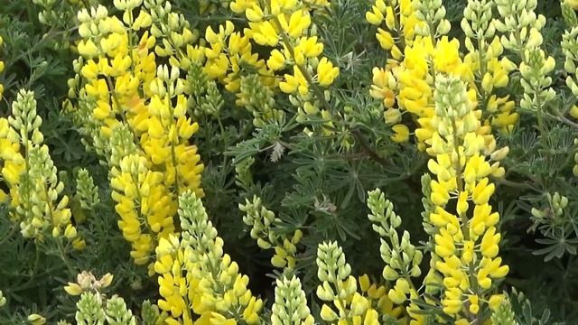 Морские слоны - зачем они выползли на калифорнийские пляжи? смотреть онлайн