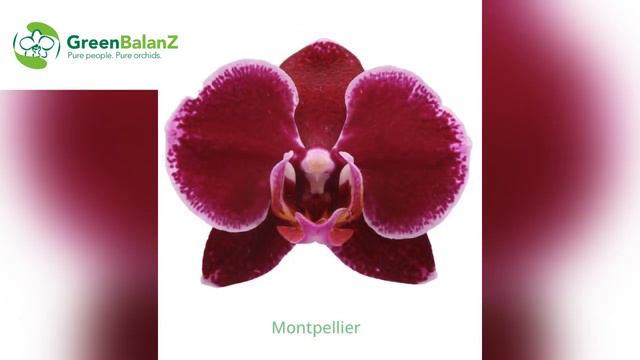 💙💛GreenBalanZ Catalog 💚 Каталог фаленопсисів💚Catalogue Orchids