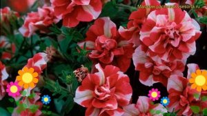 Петуния гибридная крупноцветковая Тумбелина Черри Риппл. Обзор petunia Tumbelina Cherry Ripple