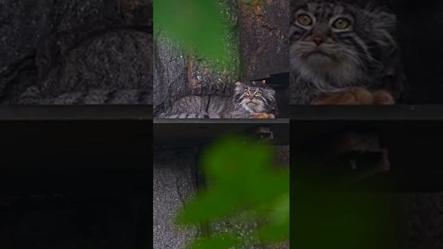 Сфинкс лучше смотрелся бы в густой шерсти. Не говоря уже о том, что у Тимоши гораздо красивее нос. смотреть онлайн