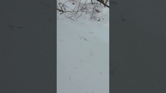 5 собак поднялись за мной по зимнему лесу на вершину ГЛЦ "Банное" ("Металлург-Магнитогорск") смотреть онлайн