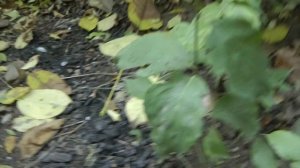 кизил ,прививка  ,двойная прививка культурного сорта