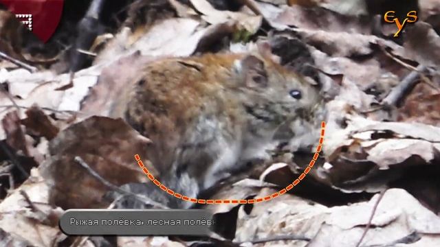 Белки, полёвки, дятел, мышь и зяблик / Squirrels, voles, woodpecker, mouse and chaffinch смотреть онлайн
