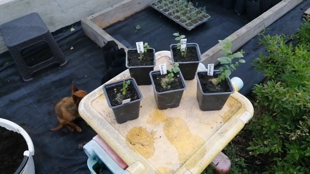 Черенкование ГОЛУБИКИ без тумана ч. ЗАКЛЮЧИТЕЛЬНАЯ смотреть онлайн