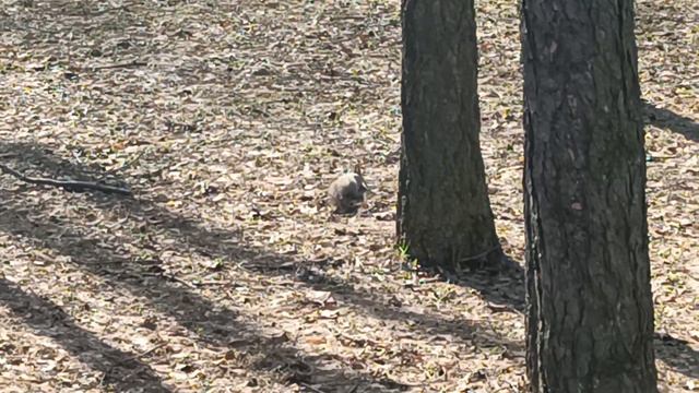 Фотоохота за белкой в парке Дружбы г. Москва, 01.04.2023 смотреть онлайн