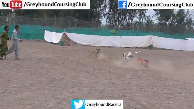 racing dogs 2023 | greyhound race in Pakistan | dog track race смотреть онлайн