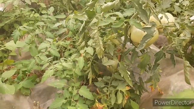 МУКБАНГ МЯСО В ПЕЧКЕ👍мои томаты💥СЕНО СВАЛИЛИ смотреть онлайн