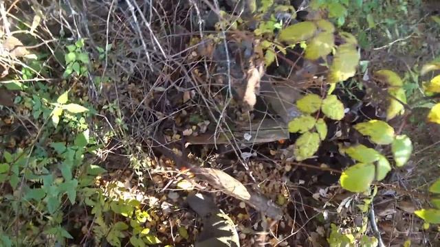Не обычные находки на копе . смотреть онлайн
