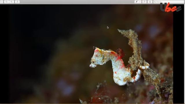 Underwater Photography Masterclass with Ali Bin Thalith смотреть онлайн