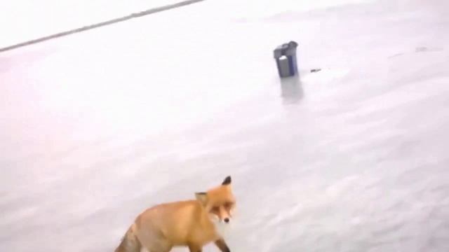 Лиса на зимней рыбалке. Fox on winter fishing. смотреть онлайн