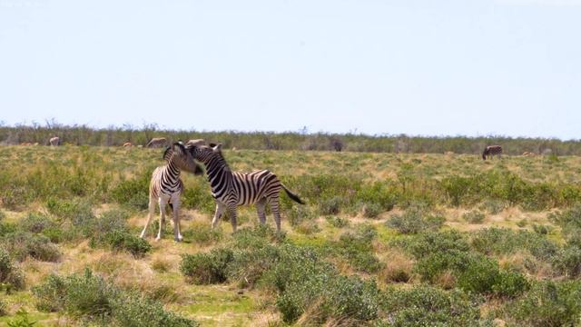 4K African Wildlife: Kruger National Park - Scenic Wildlife Film With Real Sounds