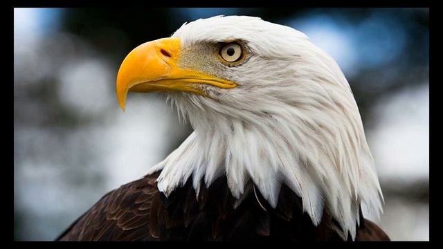 История об орле что вырос с курицами смотреть онлайн