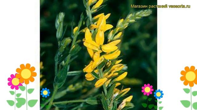 Дрок красильный Роял Голд. Краткий обзор, описание характеристик Genista Tinctoria Royal Gold