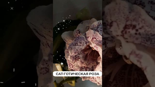 Глоксиния сорт САТ-Готическая Роза смотреть онлайн