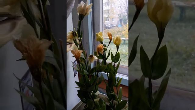 Эустома переехала домой . смотреть онлайн