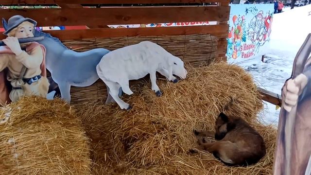 Рождественский ВЕРТЕП в СЛАВЯНСКЕ: ЧУДО-СОБАКА. 7.01.2019 Рождество Украина смотреть онлайн