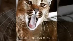 Каракет ф1