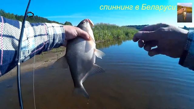 Жерех,щука и лещ на ультралайт. Река Неман. смотреть онлайн