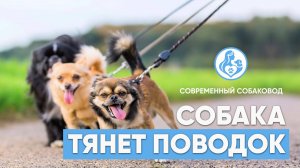 Собака ТЯНЕТ ПОВОДОК: почему она это делает и как решить эту проблему? 🐕⚡️