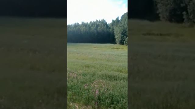 Овес июль 2020 1 смотреть онлайн