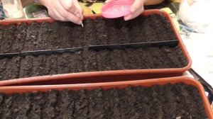 КОГДА СЕЯТЬ "МОНГОЛЬСКОГО КАРЛИКА"? Ольга Чернова.