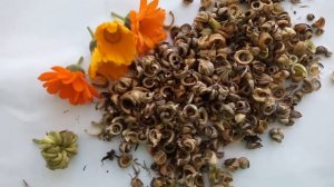 Календула (ноготки) как собрать семена, защита сада