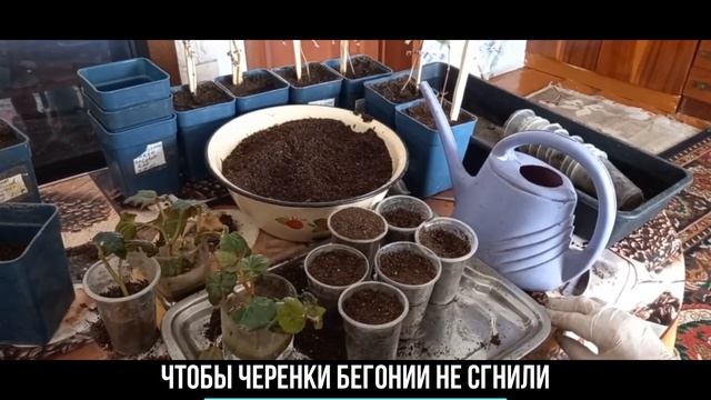 ЧТОБЫ ЧЕРЕНКИ БЕГОНИИ НЕ СГНИЛИ смотреть онлайн