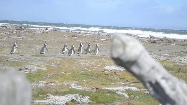 Zuid Amerika ,Punta Arenas (cruise 2010) , Magdalena Penguin Reserve. Из серии круиз в Южную Америк