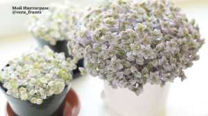 Каллизия розовая Пинк Пантер. Как вырастить пышной