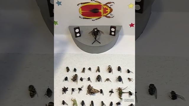 Концерт Кишлака тут смотреть онлайн