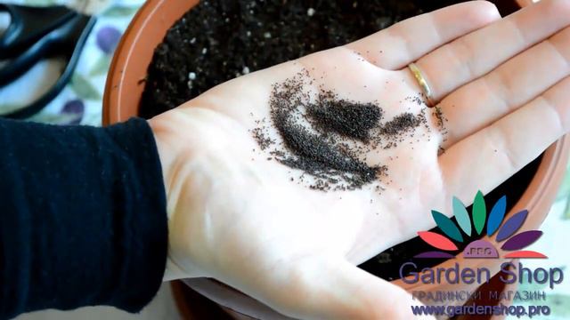 Как да засеем семена от мента Mentha Peperita - How to plant mint seeds смотреть онлайн