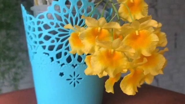 Дендробиум Линдли(Lindleyi),он же Dendrobium aggregatum. смотреть онлайн